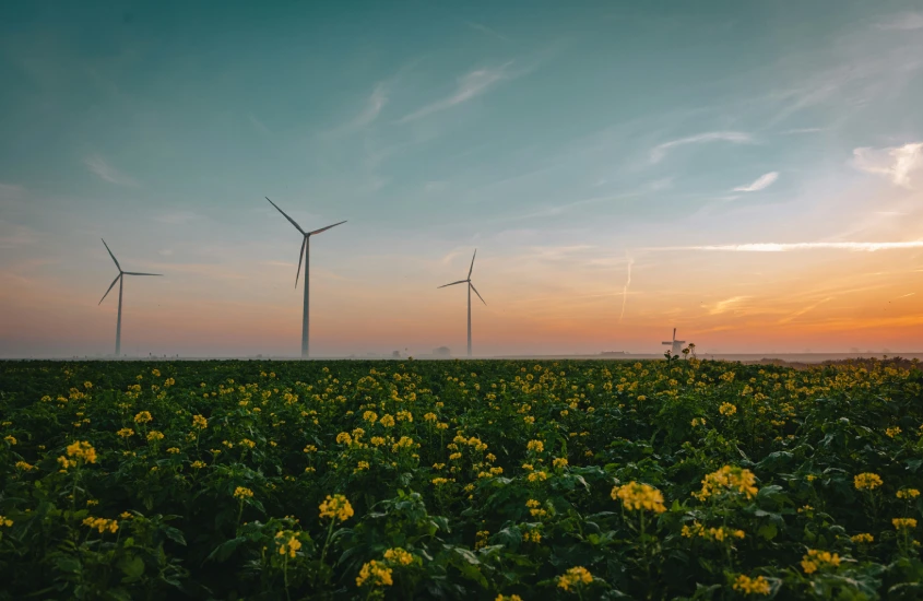 Três turbinas eólicas em um campo de flores amarelas, com o céu alaranjado ao fundo durante o pôr do sol