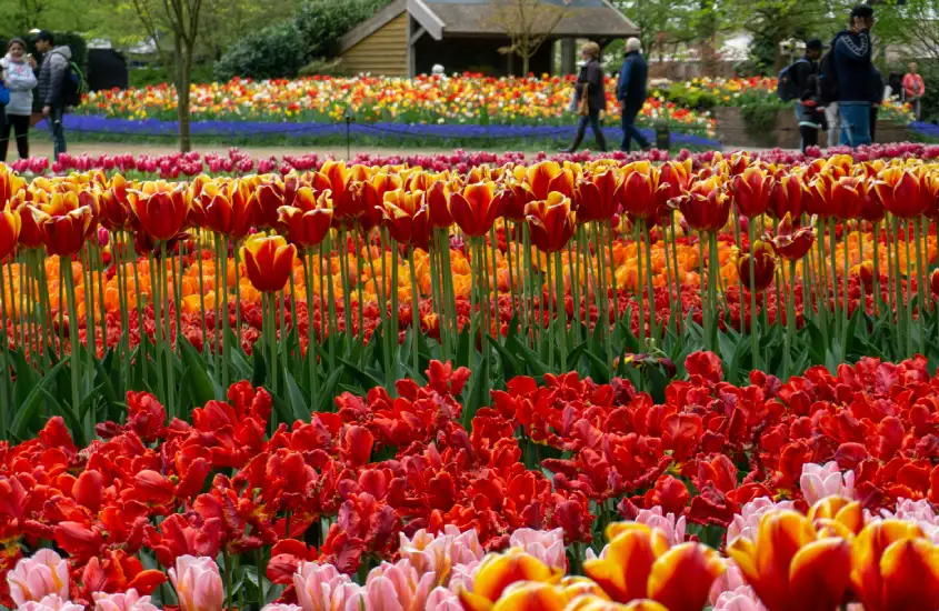 Várias fileiras de tulipas de diferentes cores, como vermelho e laranja, em um parque com pessoas ao fundo