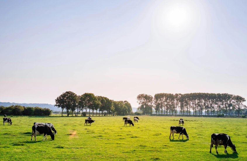 Vaca pastando em um campo verde sob o céu claro, com árvores ao fundo em uma paisagem rural