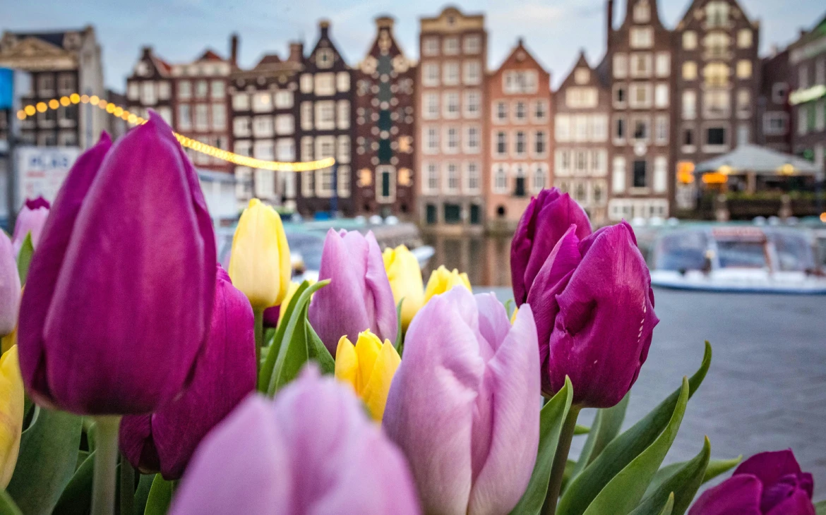 Tulipas roxas e amarelas em destaque no primeiro plano, com a clássica arquitetura de prédios altos e estreitos de Amsterdã ao fundo, desfocados, próximos de um canal da cidade