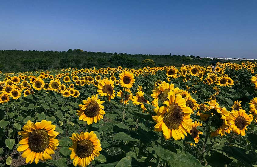 Campo de girassóis em uma plantação ampla e aberta, com o céu azul limpo ao fundo. A imagem transmite uma sensação de frescor e vitalidade