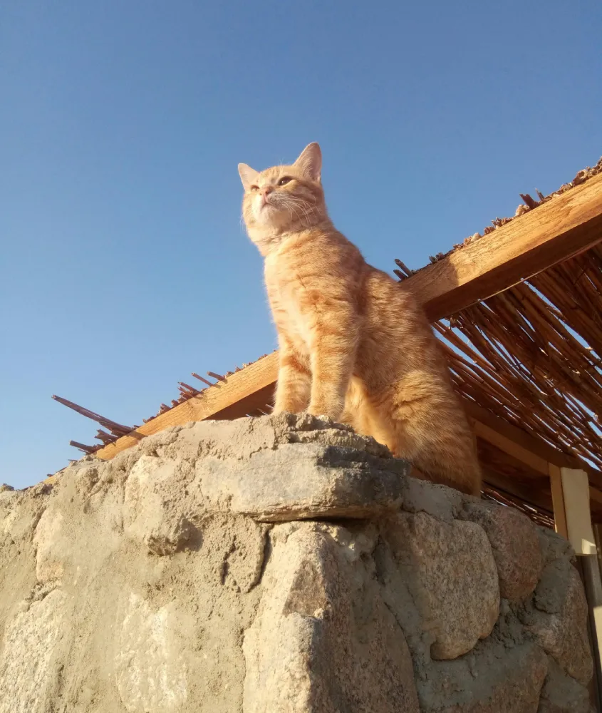 Gato laranja sentado em cima de uma parede de pedra, olhando à distância sob um céu azul claro, em uma pose majestosa e tranquila.