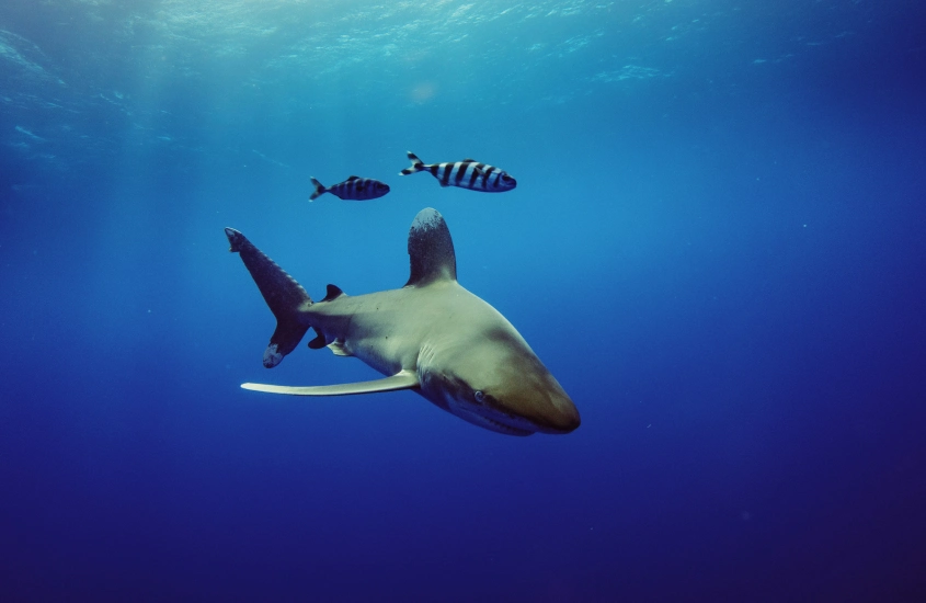 Um tubarão nadando nas profundezas do oceano, acompanhado por pequenos peixes ao redor, em águas azuis profundas.