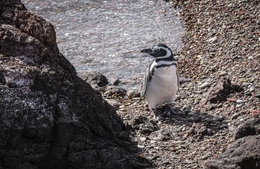 Pinguim Magalhães entre rochas na Península Valdés, Argentina