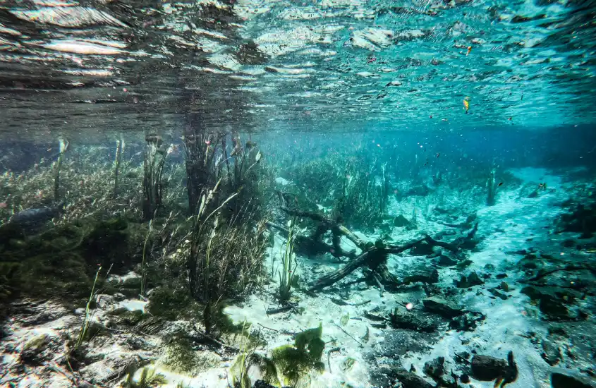 Cenário subaquático com vegetação aquática e troncos submersos em águas cristalinas