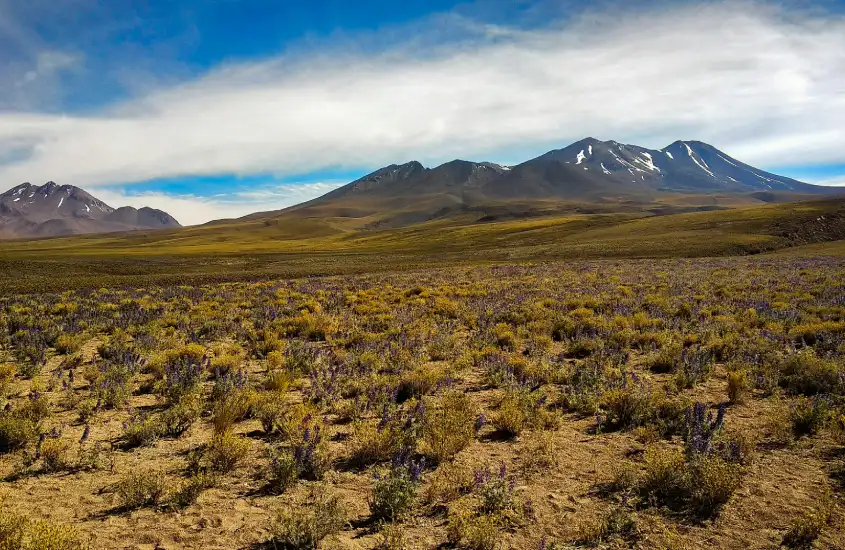 Campos desérticos de San Pedro de Atacama, com montanhas ao fundo