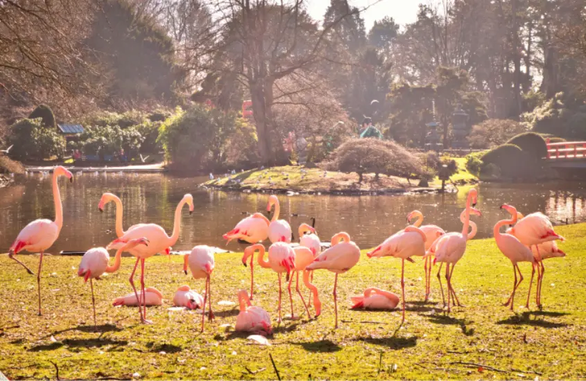 Grupo de flamingos cor-de-rosa descansando e caminhando em uma área gramada ao lado de um lago em um parque.