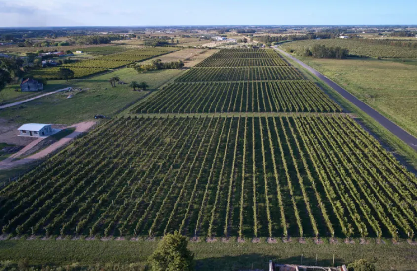 Extensos vinhedos verdes da Bodega Bouza, uma das vinícolas mais conhecidas do Uruguai, emoldurados por um céu azul claro