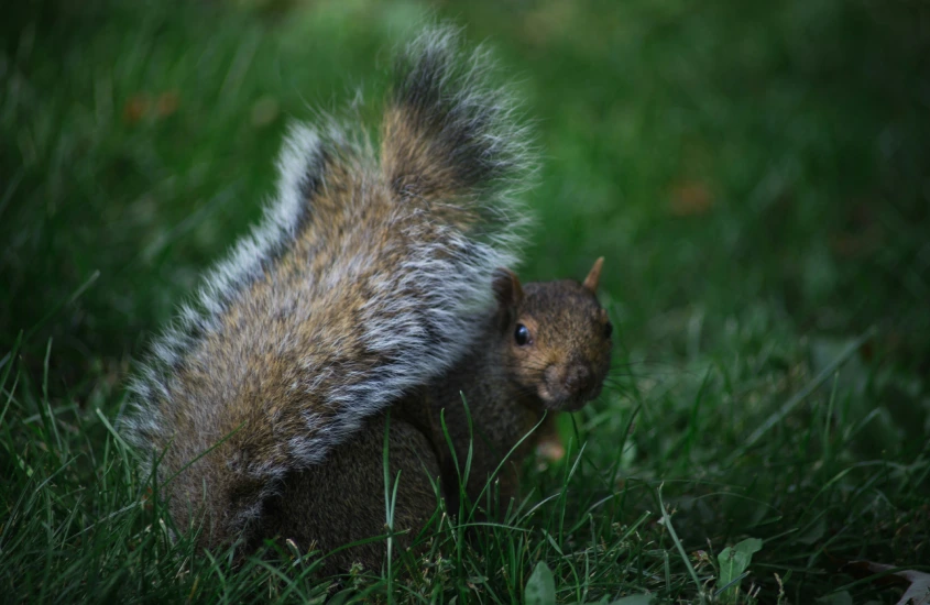 Esquilo encarando a câmera enquanto se movimenta na grama de um dos parques de Montreal, refletindo a fauna urbana da cidade