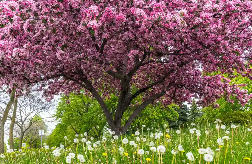 Cerejeira em plena floração, cercada por flores silvestres, capturando a beleza da primavera nos parques de Montreal