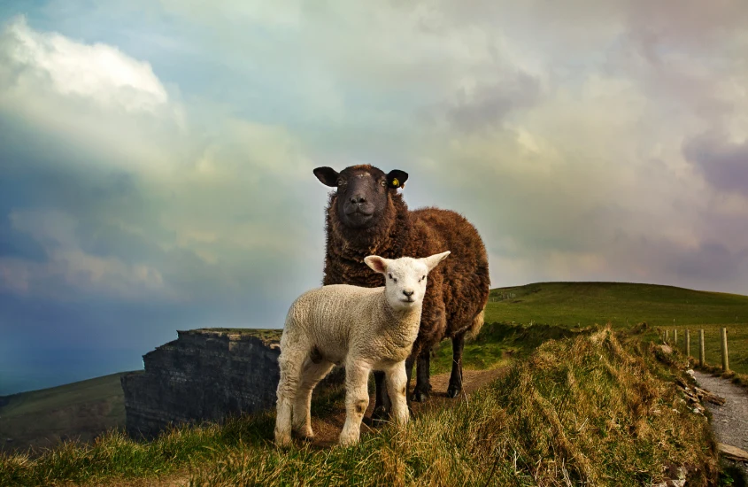 Ovelha negra e cordeiro branco posando em uma estrada nas falésias da Irlanda