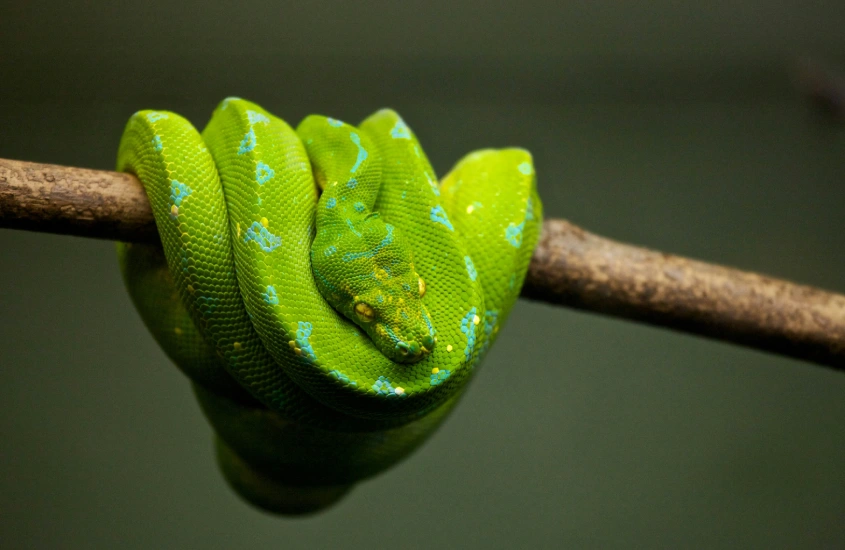 Cobra verde enrolada em um galho