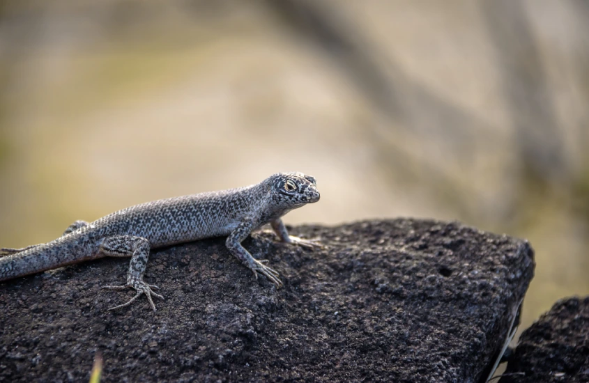 Lagarto em uma rocha, observado em detalhes enquanto aproveita o sol, com o fundo desfocado dando foco ao réptil nativo de Fernando de Noronha.