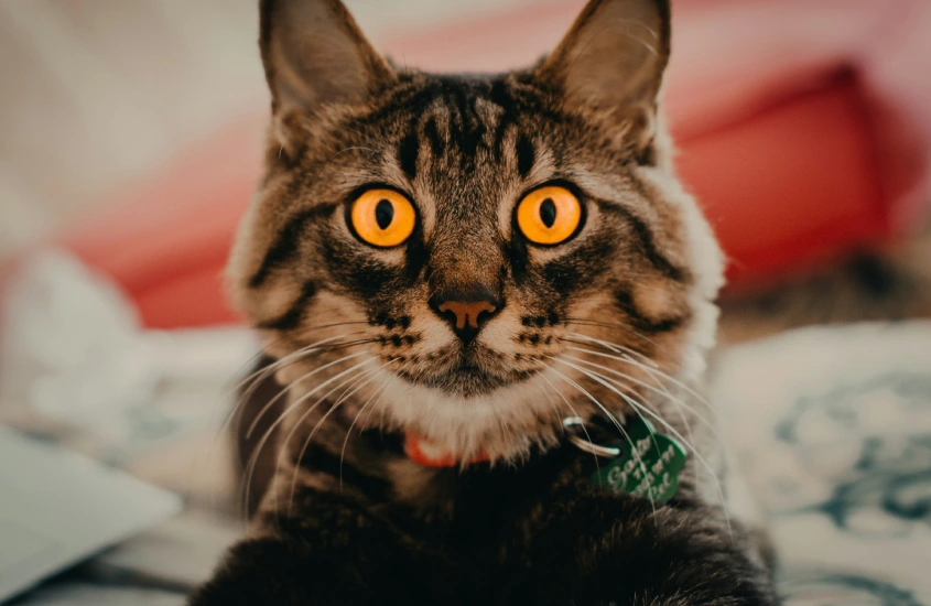 Retrato de um gato com olhos amarelos intensos, destacando os pelos tigrados e o colar de identificação verde.