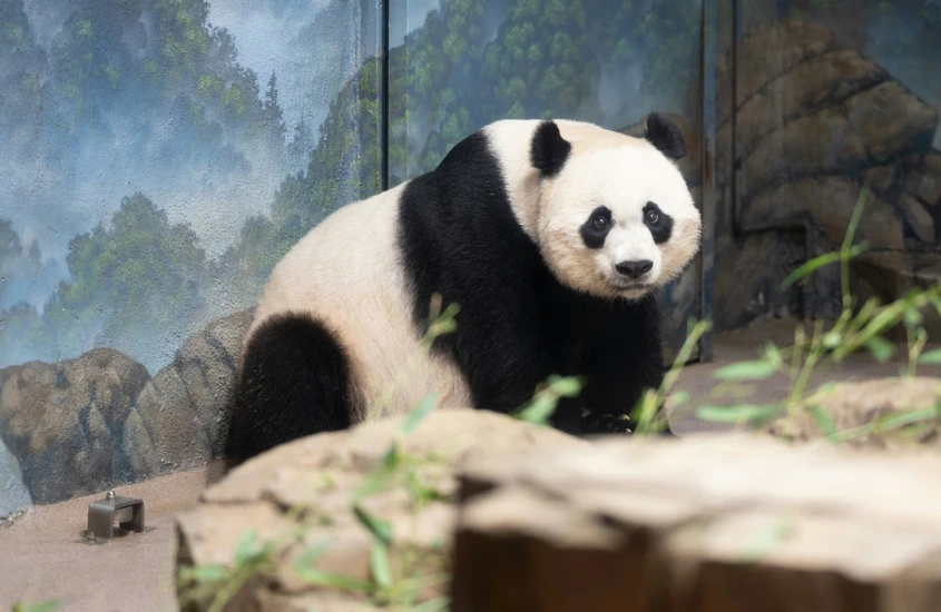 Panda gigante sentado em um ambiente que simula uma floresta, olhando diretamente para a câmera, com vegetação verde ao redor.