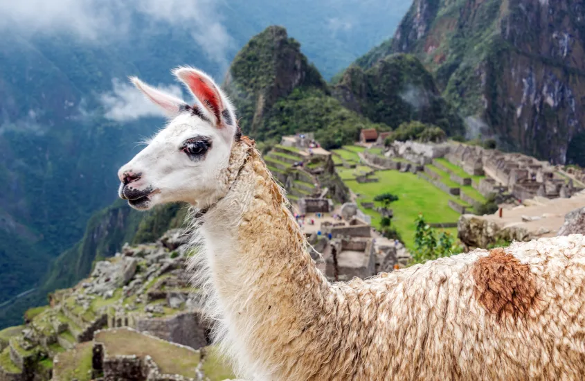 Lhama em primeiro plano com o cenário de Machu Picchu ao fundo, exibindo as construções de pedra e a vegetação vibrante.