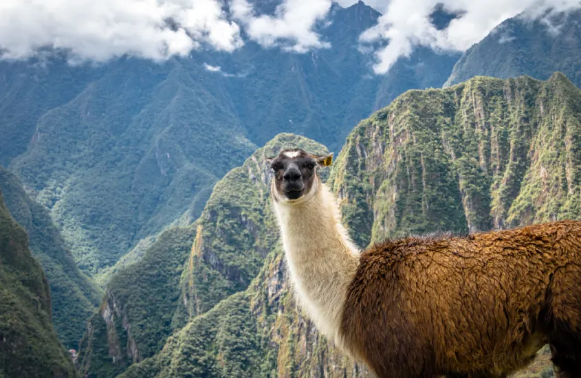 Close de uma lhama olhando diretamente para a câmera, com as montanhas de Machu Picchu ao fundo.