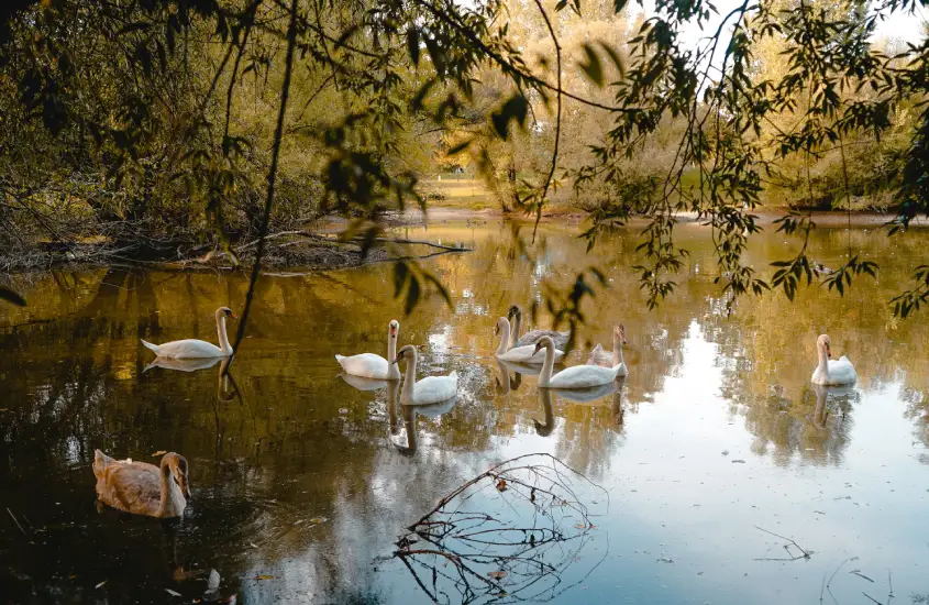 Lago com cisnes em Jarun, cercado por árvores e reflexos da paisagem nas águas tranquilas.