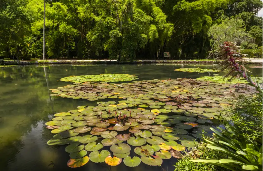 Lagoa repleta de vitórias-régias no Jardim Botânico, cercada por vegetação verdejante e clima tropical.