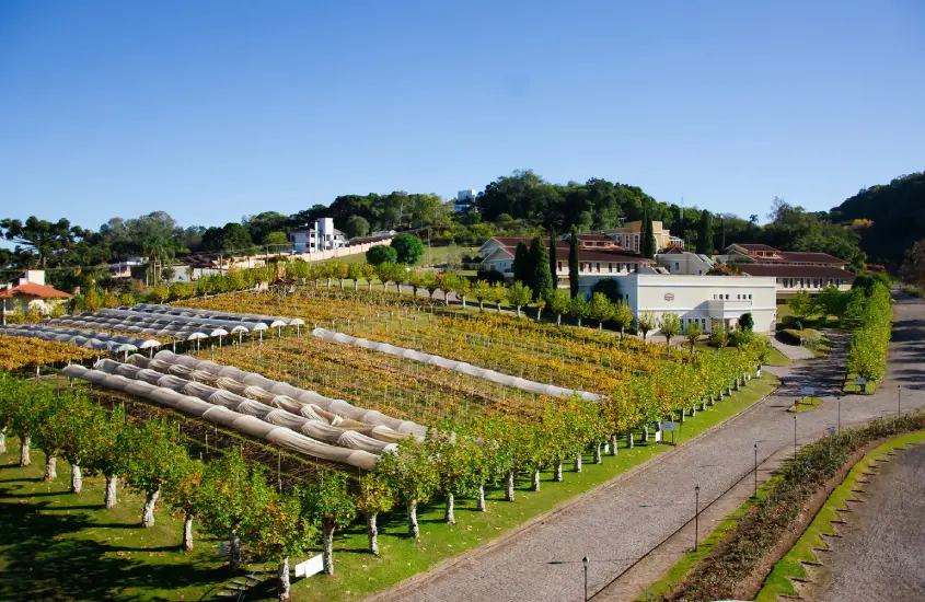 Paisagem da vinícola com árvores ao redor e hotel do lado