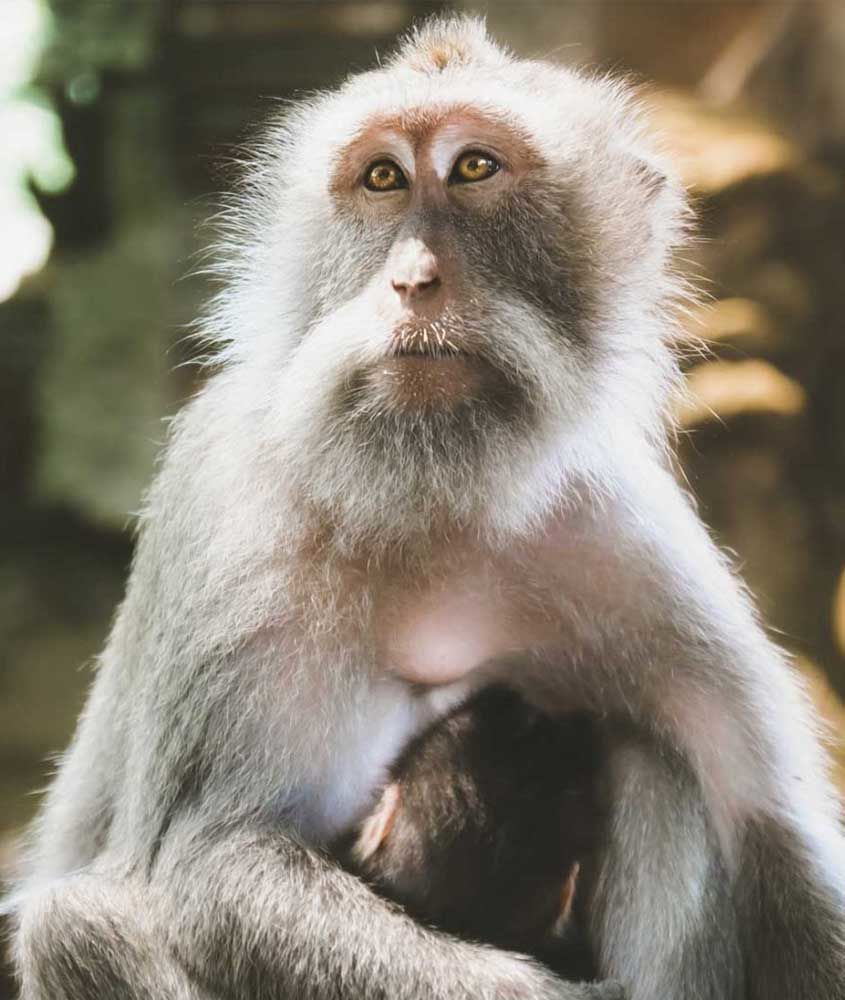 macaco olha para câmera, durante o dia