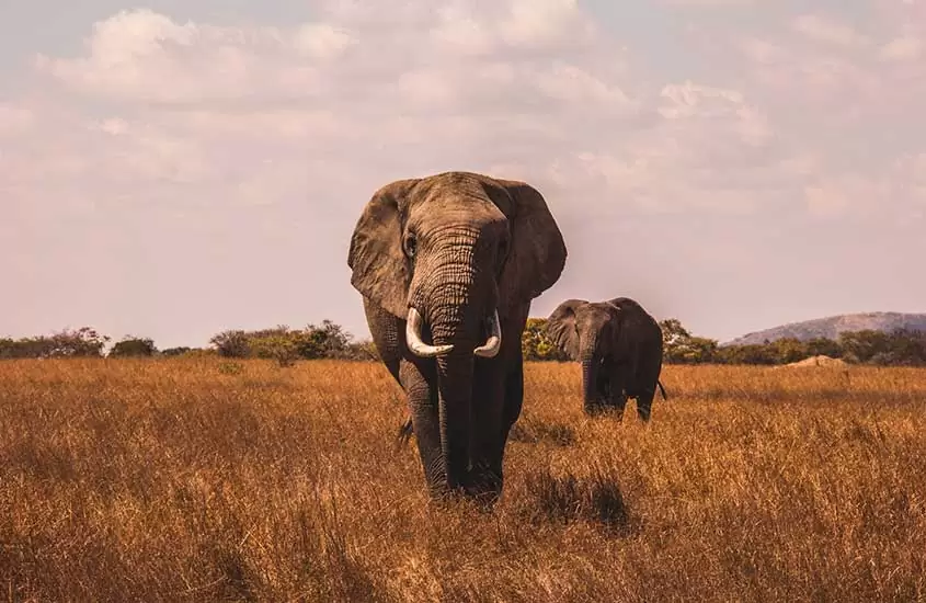 elefantes caminham em gramado de Parque Nacional de Pilanesberg um dos lugares a ser visitado entre muito o que fazer em Joanesburgo áfrica do sul