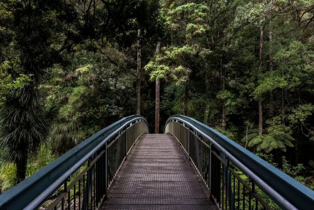 Ponte em floresta, local onde não existem cobras ou animais venenosos no país, mais uma das curiosidades da Nova Zelândia