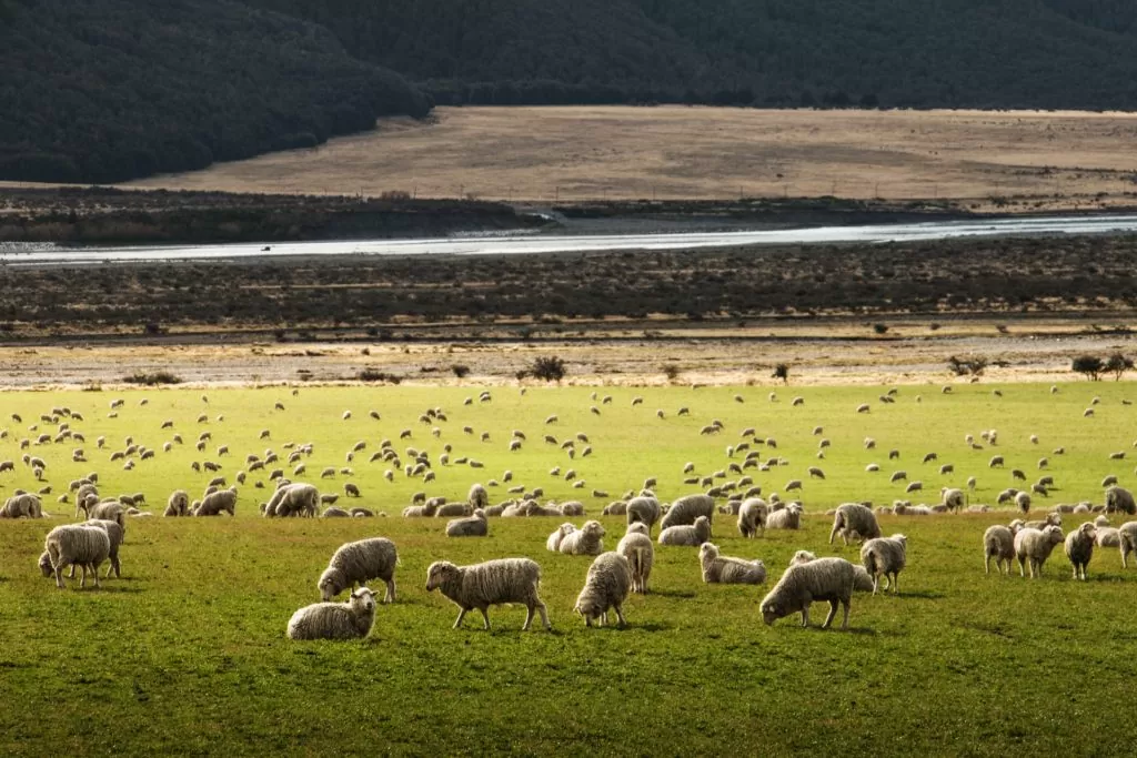 ovelhas em campo na Nova Zelândia