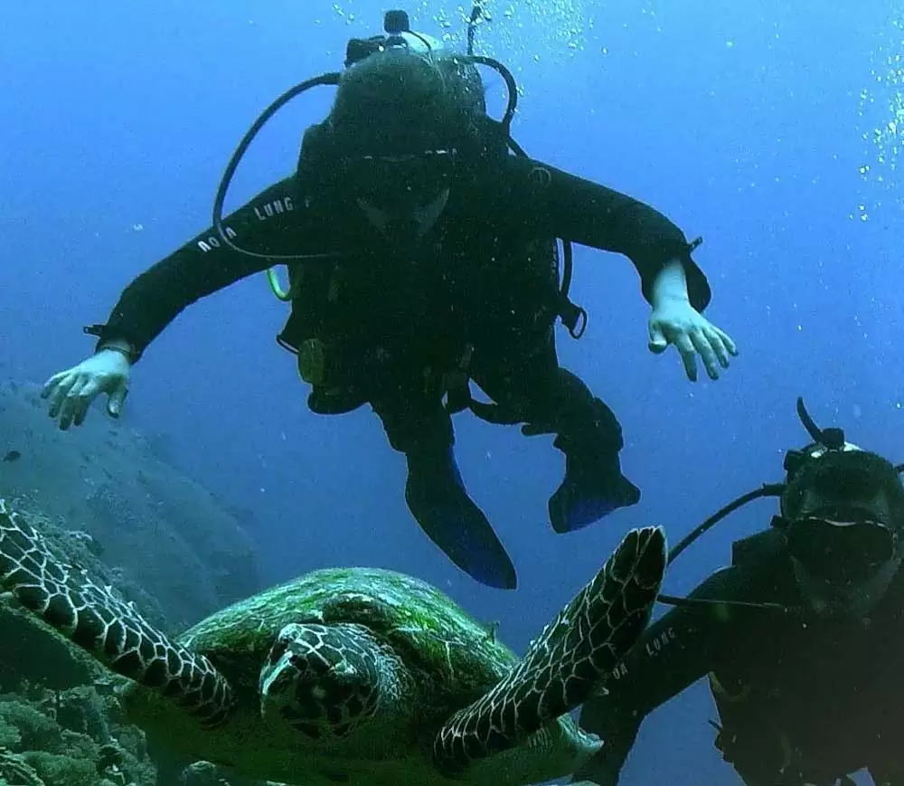 viajantes nadam ao lado de tartaruga