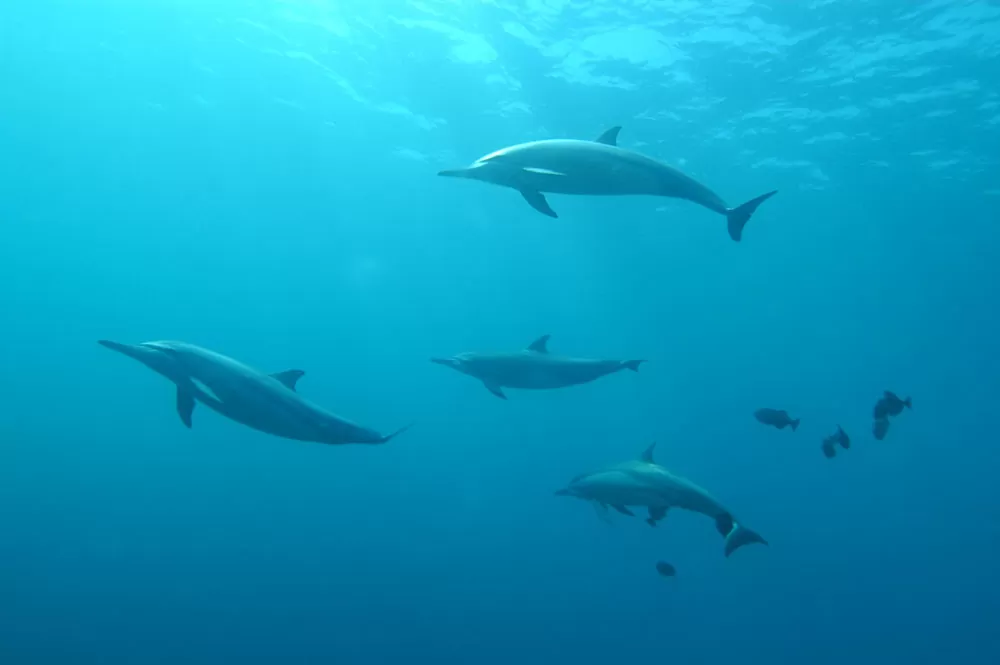 Golfinhos em mar de Fernando de Noronha