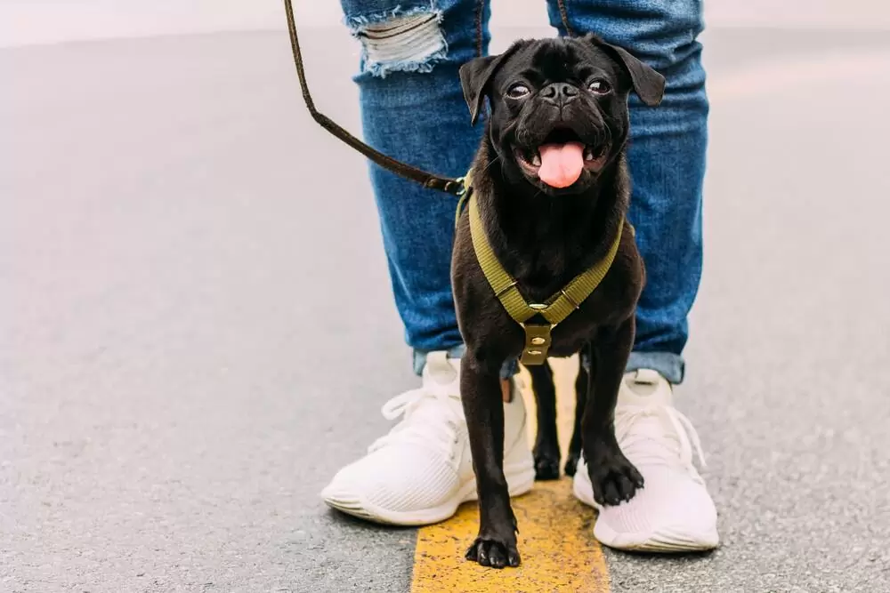 Homem passeia com cachorro na rua, um trabalho extra que pode ser feito para juntar dinheiro para viajar