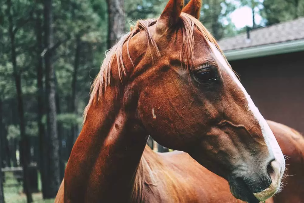 Cavalo marrom em fazenda em Visconde de Mauá