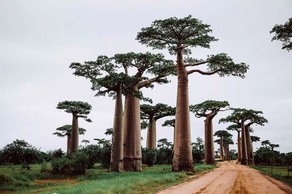 Vista panorâmica, durante o dia, de Baobás, árvores nativas de Madagascar, que chegam a 30 metros de altura, em um dos lugares para viajar barato