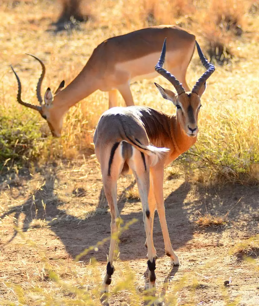 cervos em campo, uma das curiosidades da África do Sul é que ela é um dos melhores lugares para observar a vida selvagem