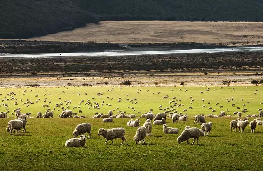 ovelhas em campo na nova Zelândia, durante o durante o dia