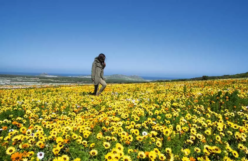 mulher caminhando em campo de flores no Parque Nacional da Costa Oeste, um dos pontos turísticos da áfrica do sul