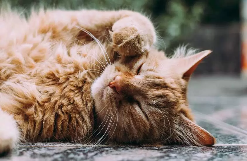 Gato laranja dormindo em rua, uma das curiosidades sobre o marrocos é que há gatos por toda parte