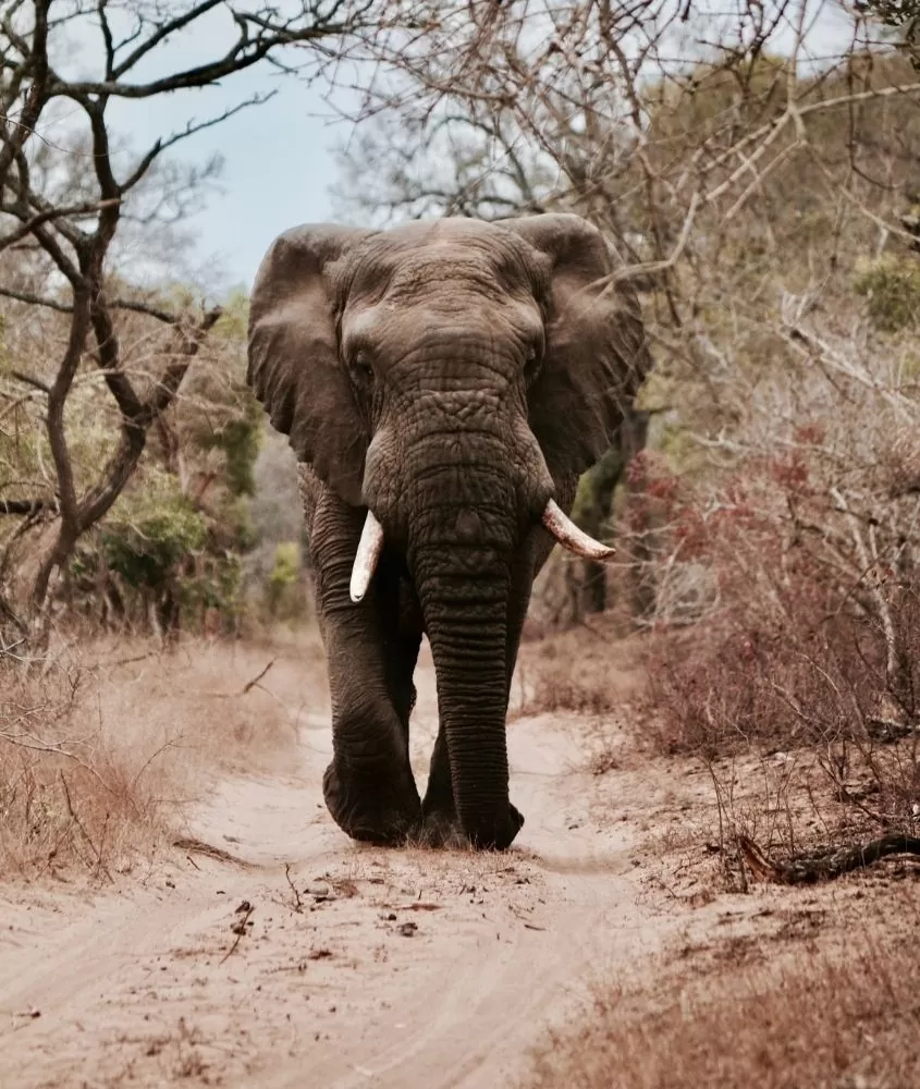 Elefante em floresta. Um dos mitos sobre viajar para a África é que os animais selvagens vagam livremente
