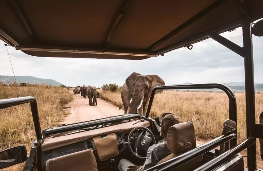 elefantes caminham ao lado de 4x4, onde há um viajante durante um safári na Africa