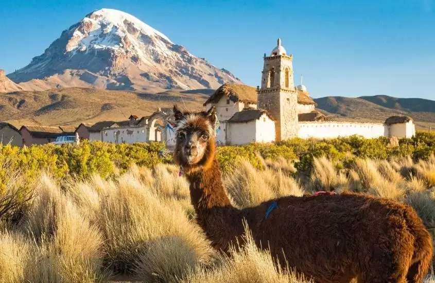 lhama e gramado, durante o dia, na bolívia, um dos lugares baratos para viajar na america do sul