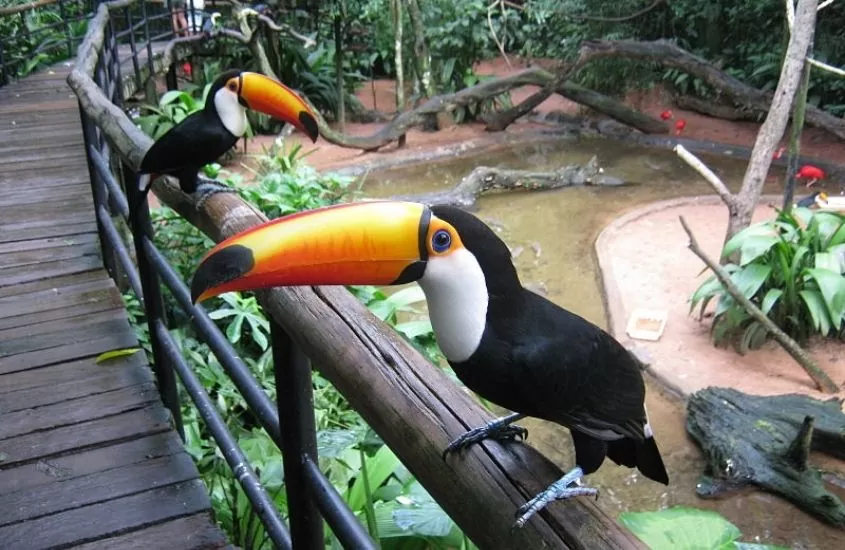 Tucanos no Parque das Aves, uma boa opção para quem busca o que fazer em Foz do Iguaçu em 5 dias