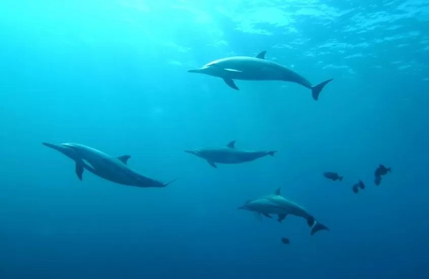 golfinhos no fundo do mar em Fernando de Noronha em passeio que custa 200 reais para quem quer saber quanto custa uma viagem para fernando de noronha