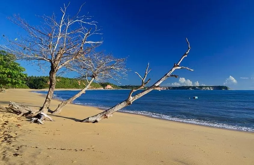 árvores secas em areia, durante o dia em praia do Satú, um dos melhores passeios em caraíva