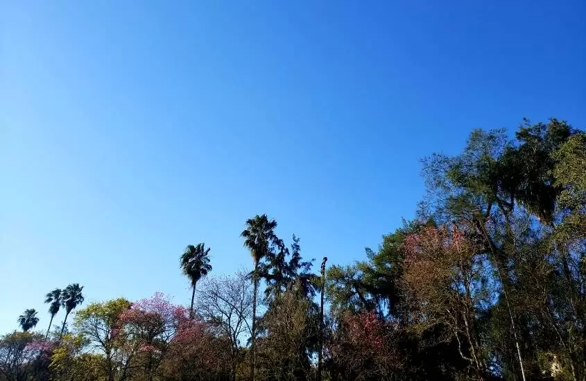 diversas árvores sob céu azul em Parque da Imigração Italiana, uma opção para quem procura o que fazer em farroupilha rs