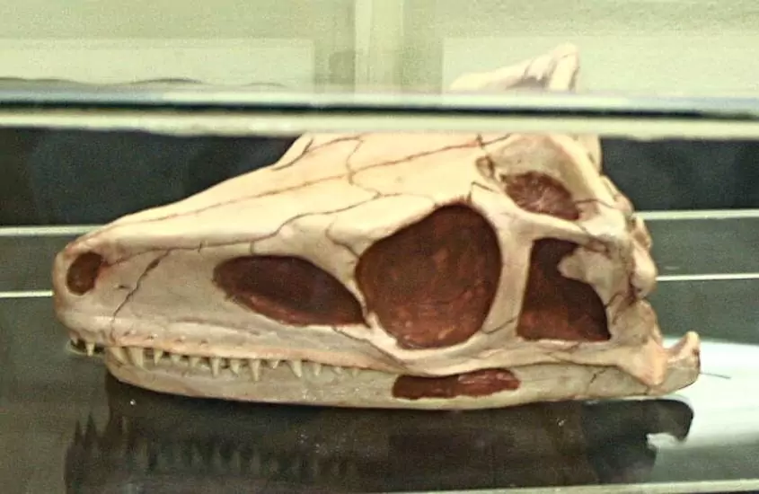 fóssil de dinossauro em acervo de Museu Educativo Gama d’Eça, uma atração para quem busca o que fazer em santa maria