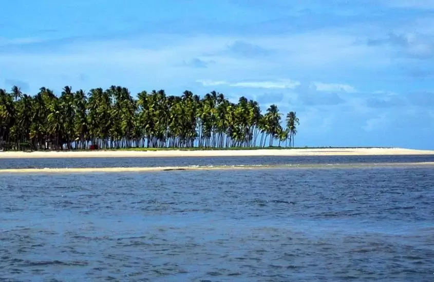 coqueiros em frente ao mar, durante o dia