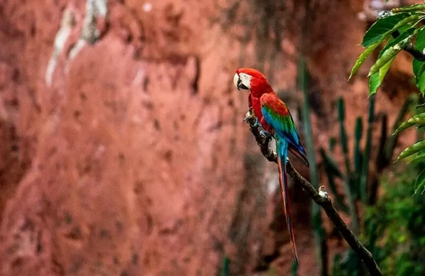 arara-vermelha em cima de galho de árvore, durante o dia em formosa