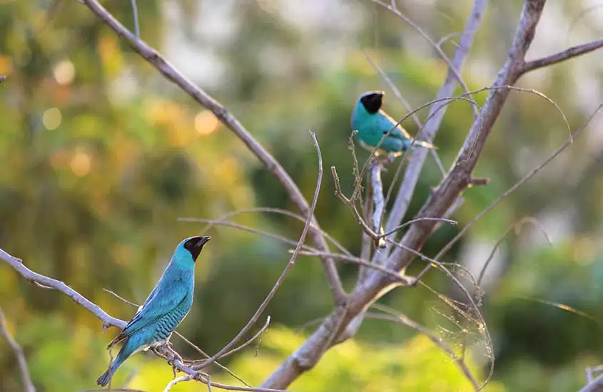 dois pássaros azuis, em galho de árvore, durante o dia em parque natural municipal da caieira