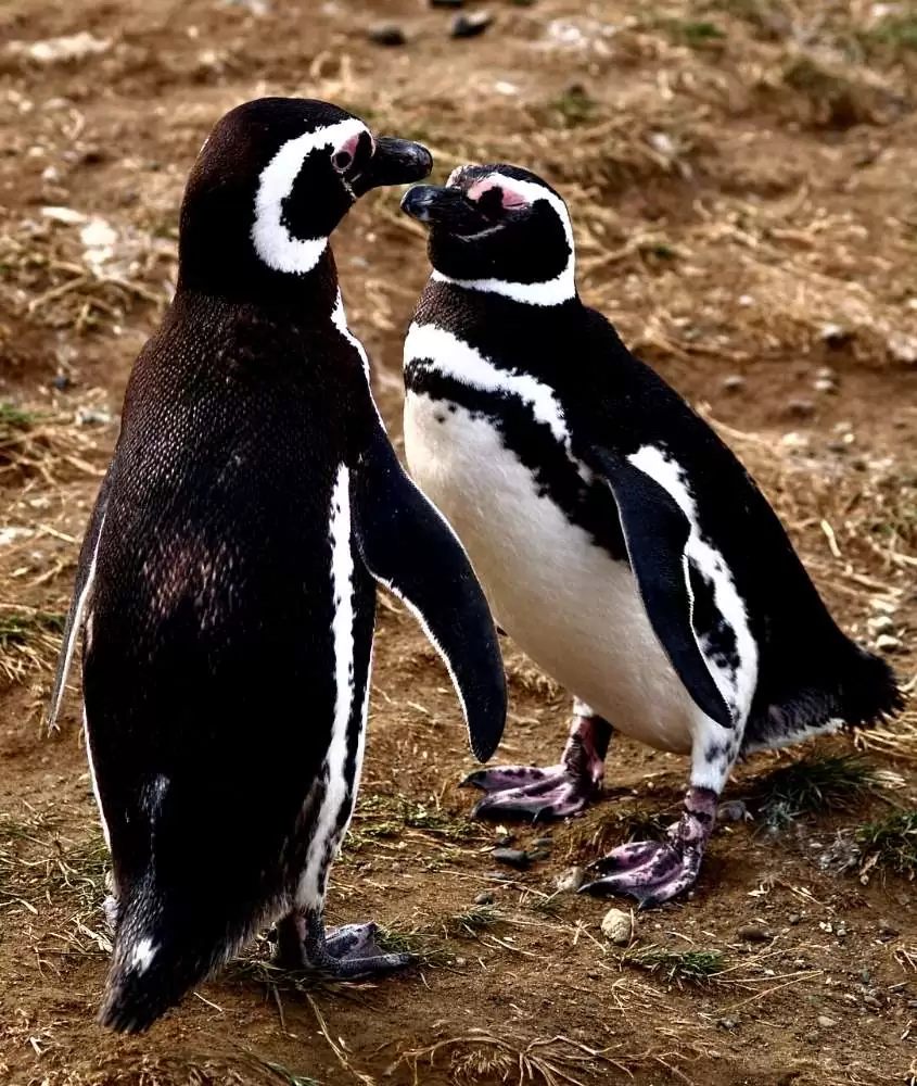 durante o dia, casal de pinguins em punta arenas, um dos pontos turísticos do chile
