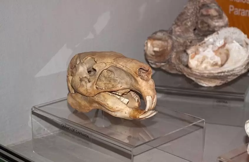 fósseis de dinossauro expostos em museu arqueologico de sambaqui, um dos passeios em joinville